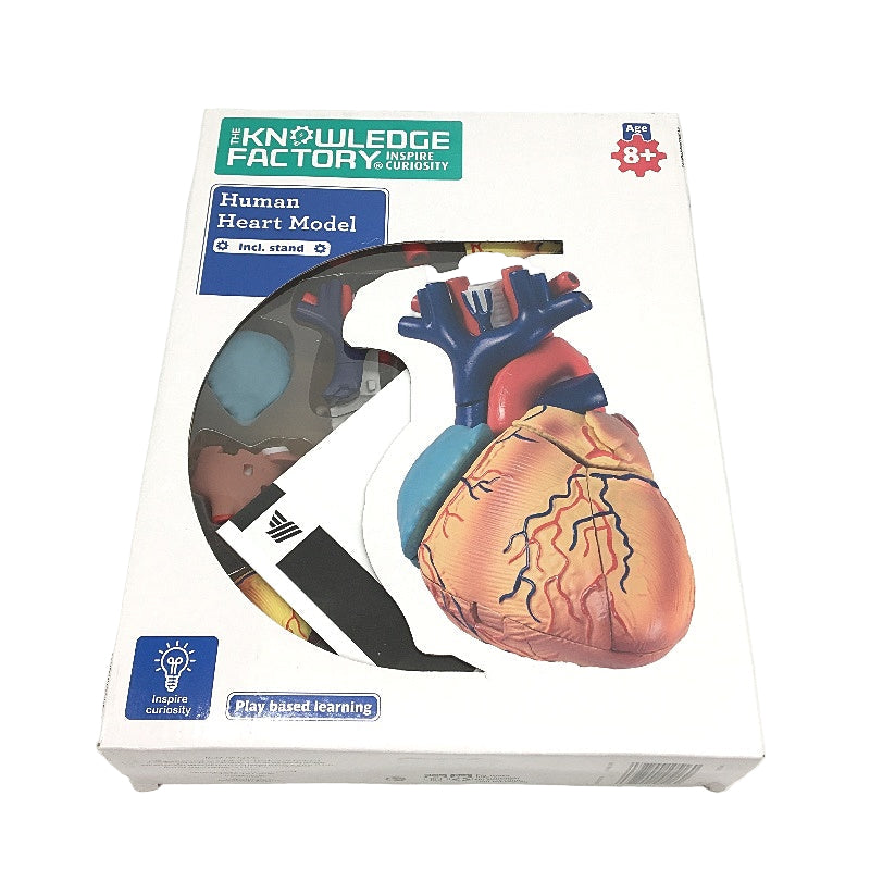 The Knowledge Factory Human Heart Model incl Stand for Ages 8 Plus NEW