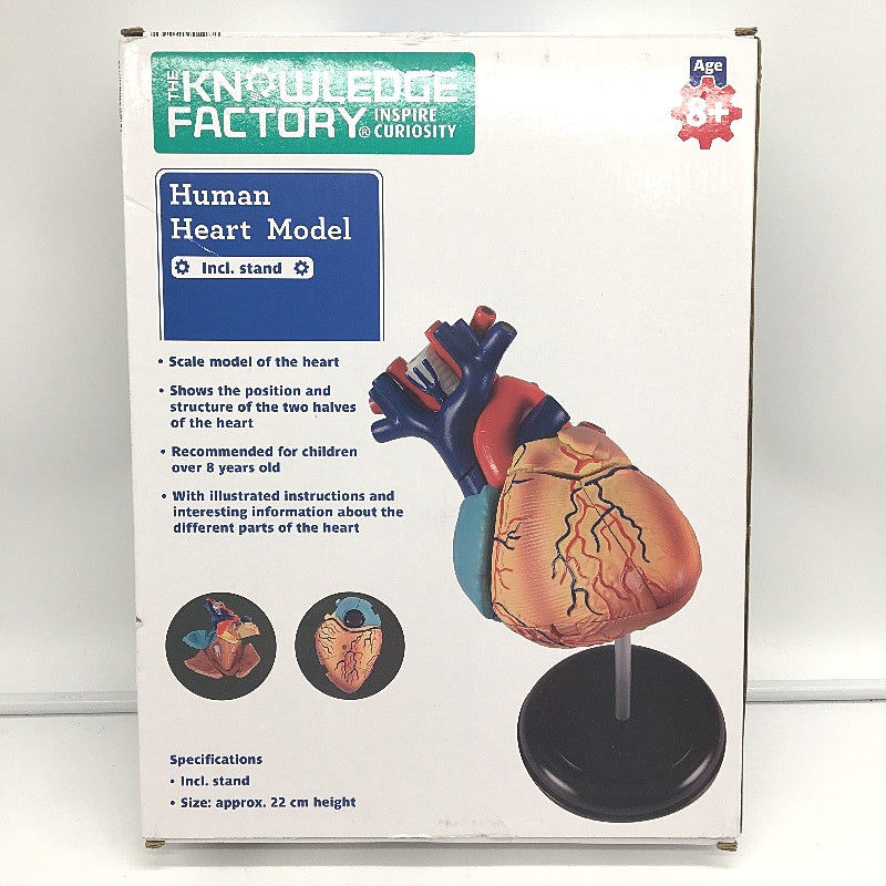 The Knowledge Factory Human Heart Model incl Stand for Ages 8 Plus NEW
