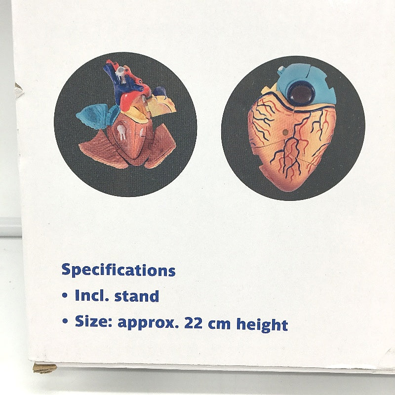 The Knowledge Factory Human Heart Model incl Stand for Ages 8 Plus NEW
