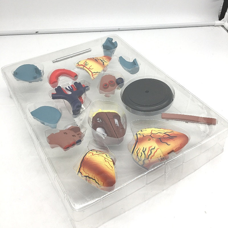 The Knowledge Factory Human Heart Model incl Stand for Ages 8 Plus NEW