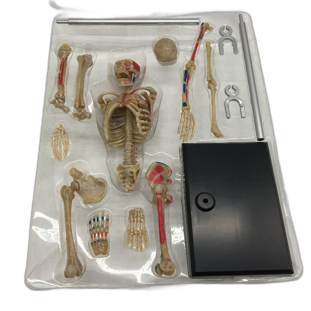 The Knowledge Factory Human Skeleton Building Kit w Stand Educational Toy Age 8+